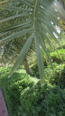Phoenix dactylifera