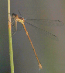 Lestes congener