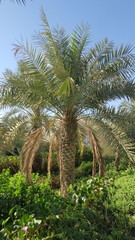 Phoenix dactylifera