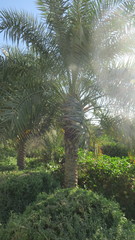 Phoenix dactylifera