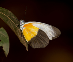 Mylothris chloris chloris