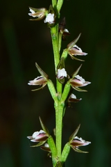 Prasophyllum brevilabre