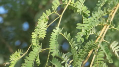 Prosopis cineraria