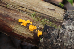 Calycina confluens