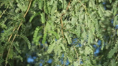 Prosopis cineraria