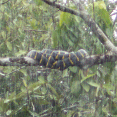 Boiga melanota