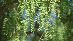 Prosopis cineraria