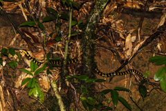 Boiga melanota