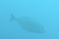 Pseudocaranx