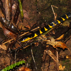 Boiga melanota
