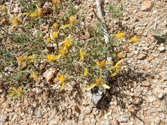 Ericameria suffruticosa