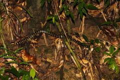 Boiga melanota
