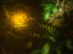 Boiga melanota