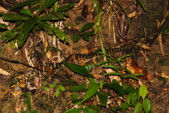 Boiga melanota