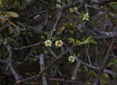 Pittosporum anomalum