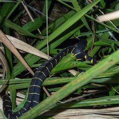 Boiga melanota