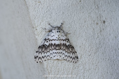 Lymantria brotea
