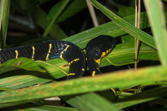 Boiga melanota