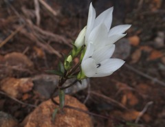 Gentianella stellata