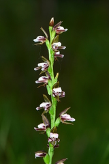 Prasophyllum brevilabre