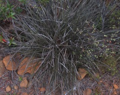 Astelia graminea