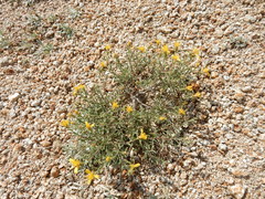 Ericameria suffruticosa