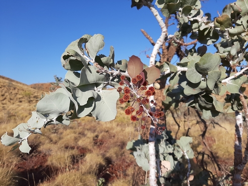 Image of Acacia inaequilatera by (c) Tim Hammer, some rights reserved (CC BY)