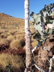 Acacia inaequilatera
