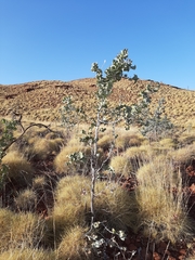 Acacia inaequilatera