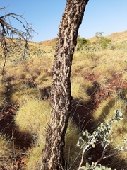 Acacia inaequilatera