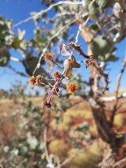 Acacia inaequilatera