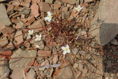 Heliophila variabilis