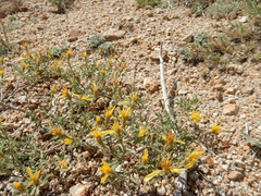 Ericameria suffruticosa