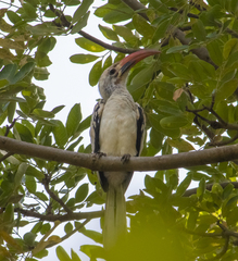 Tockus erythrorhynchus