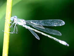 Lestes forcipatus