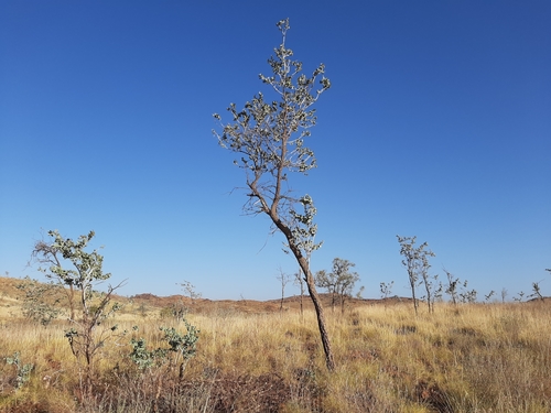 Image of Acacia inaequilatera by (c) Tim Hammer, some rights reserved (CC BY)