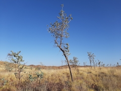 Acacia inaequilatera
