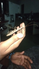 Trachythorax