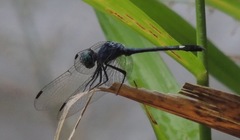 Micrathyria aequalis