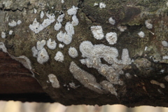 Radulomyces confluens