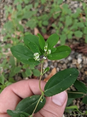 Euphorbia hypericifolia