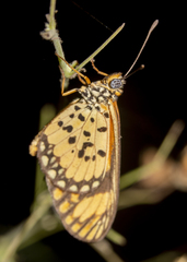 Acraea serena