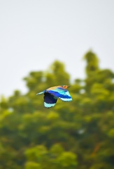 Coracias benghalensis