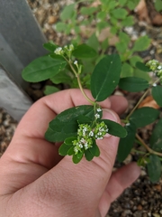 Euphorbia hypericifolia