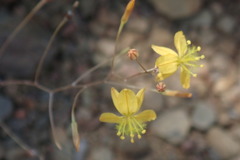 Bulbine mesembryanthemoides