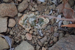 Bulbine mesembryanthemoides