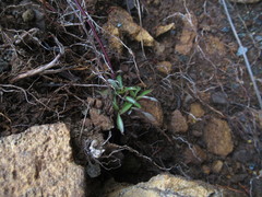 Gentianella stellata