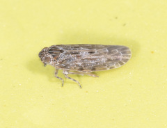 Plectoderini