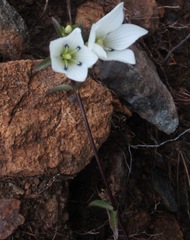 Gentianella stellata