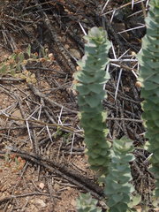 Euryops lateriflorus